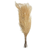 Vickerman 26" Bleached Andares Fern, Dried