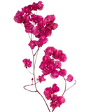 Vickerman Cara Blossom Spray, Raspberry