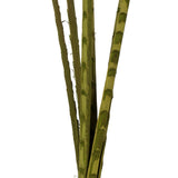 Vickerman 38-48" Basil Coco Palm, Designer Cut, Dried