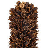 Vickerman 18" Dried Cirius Stem, 6