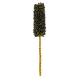 Vickerman 18" Dried Cirius Stem, 6, Basil