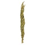 Vickerman 40-48" Twisted Coco Palm Stems, Dried, Basil