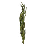 Vickerman 40-48" Twisted Coco Palm Stems, Dried, Foliage Green