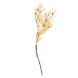Vickerman 13.5-17" Bleached Dried Cabo Verde Skeleton on Twig Bundle Preserved, 13.5-17"