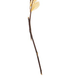 Vickerman 13.5-17" Bleached Dried Cabo Verde Skeleton on Twig Bundle Preserved