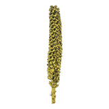 Vickerman Natural Giant Seed Pod Segment, Dried, 50 - 60", Basil