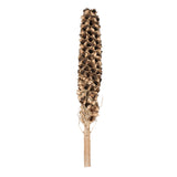 Vickerman Natural Giant Seed Pod Segment, Dried, 50 - 60", Natural