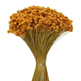 Vickerman 14" Dried Hil Flower Bunch