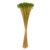 Vickerman 14" Dried Hil Flower Bunch, Basil