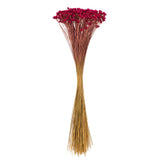 Vickerman 14" Dried Hil Flower Bunch, Raspberry