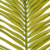 Vickerman 44" Round Tip Palm Leaf, 6