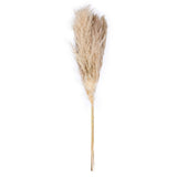 Vickerman 46" Dried Pampas Grass, Natural
