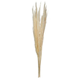 Vickerman 46" Dried Pampas Grass, Bleached