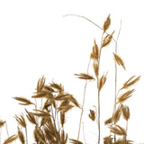 Vickerman 30" Princess Grass Bundle, Dried
