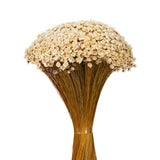 Vickerman 14" Dried Natural Starflower Bunch