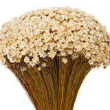 Vickerman 14" Dried Natural Starflower Bunch