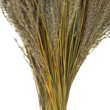 Vickerman 14-20" Natural Snowdrop Grass 3 pack Dried