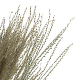 Vickerman 14-20" Natural Snowdrop Grass 3 pack Dried