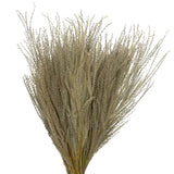 Vickerman 14-20" Natural Snowdrop Grass 3 pack Dried