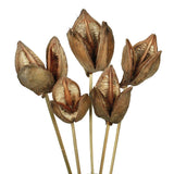 Vickerman 16" Sora Pod on Wood Stem, Dried, Natural
