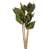 Vickerman 16" Sora Pod on Wood Stem, Dried, Basil