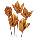 Vickerman 16" Sora Pod on Wood Stem, Dried, Aspen Gold