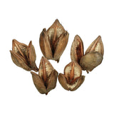 Vickerman 3"-4" Sora Pods, Dried, Natural
