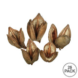 Vickerman 3"-4" Sora Pods, Dried Bulk Case