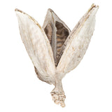 Vickerman 3"-4" Sora Pods, Dried, Bleached