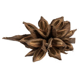 Vickerman Star Pod, Dried, 6-11", Natural