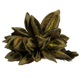 Vickerman Star Pod, Dried, 6-11", Basil