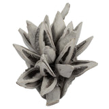 Vickerman Star Pod, Dried, 6-11", Gray Wash