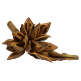 Vickerman Star Pod, Dried, 6-11", Aspen Gold