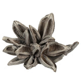 Vickerman Star Pod, Dried, 6-11", White Wash