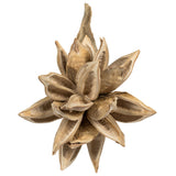Vickerman Star Pod, Dried, 6-11", Bleached
