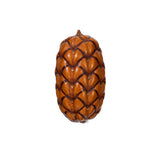 Vickerman 2"-3" Natural Uxi Pod 24, 2"-3"