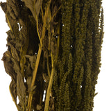 Vickerman 30" Amaranthus Bundle, Preserved
