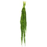 Vickerman 30" Amaranthus Bundle, Preserved, Spring Green