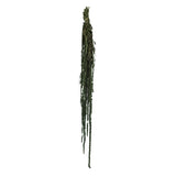 Vickerman 30" Amaranthus Bundle, Preserved, Green