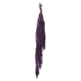 Vickerman 30" Amaranthus Bundle, Preserved, Violet