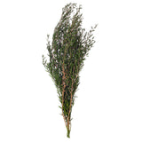 Vickerman 25-36" Green Lepto Longifolia Bundle, Preserved, 25-36"