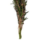 Vickerman 25-36" Green Lepto Longifolia Bundle, Preserved