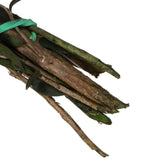 Vickerman 25-36" Green Lepto Longifolia Bundle, Preserved