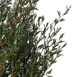 Vickerman 25-36" Green Lepto Longifolia Bundle, Preserved
