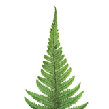Vickerman 16-18" Green Parchment Fern, Preserved