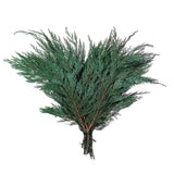 Vickerman 18-24" Port Orford Green Cedar Branches, Preserved, 18-24"