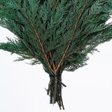 Vickerman 18-24" Port Orford Green Cedar Branches, Preserved