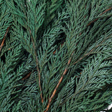 Vickerman 18-24" Port Orford Green Cedar Branches, Preserved