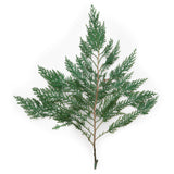 Vickerman 18-24" Port Orford Green Cedar Branches, Preserved, 18-24" 10Lbs