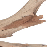 Vickerman Ghostwood Manzanita, Dried